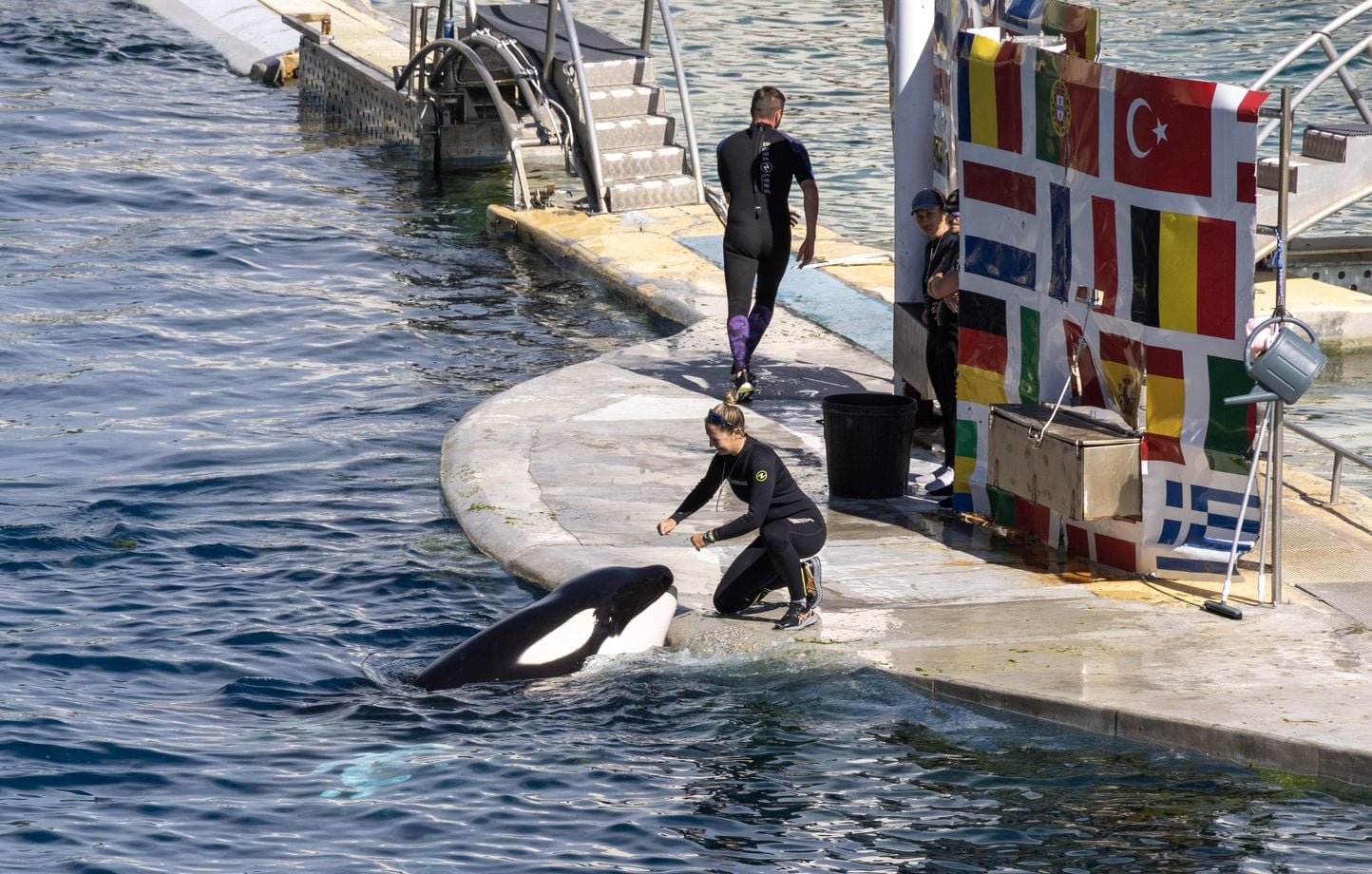 Fecha, plazos, polémica… Lo que sabemos del traslado de orcas de Marineland a España Fecha, plazos, polémica… Lo que sabemos del traslado de orcas de Marineland a España